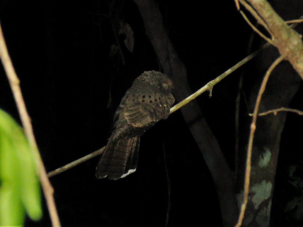 Ocellated Poorwill - ML249486761