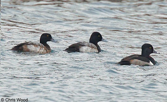 Lesser Scaup Comparison of first-year Aythya ducks; Lake Cayuga, Tompkins Co., NY; January.