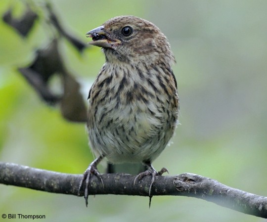 Juvenile Eastern Towhee Juvenile Spotted Towhee