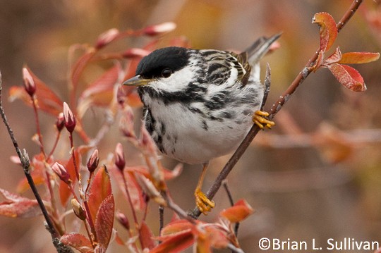 Breeding adult male Blackpoll Warbler, Petty Harbor, NL, 29 May. - Blackpoll Warbler - 