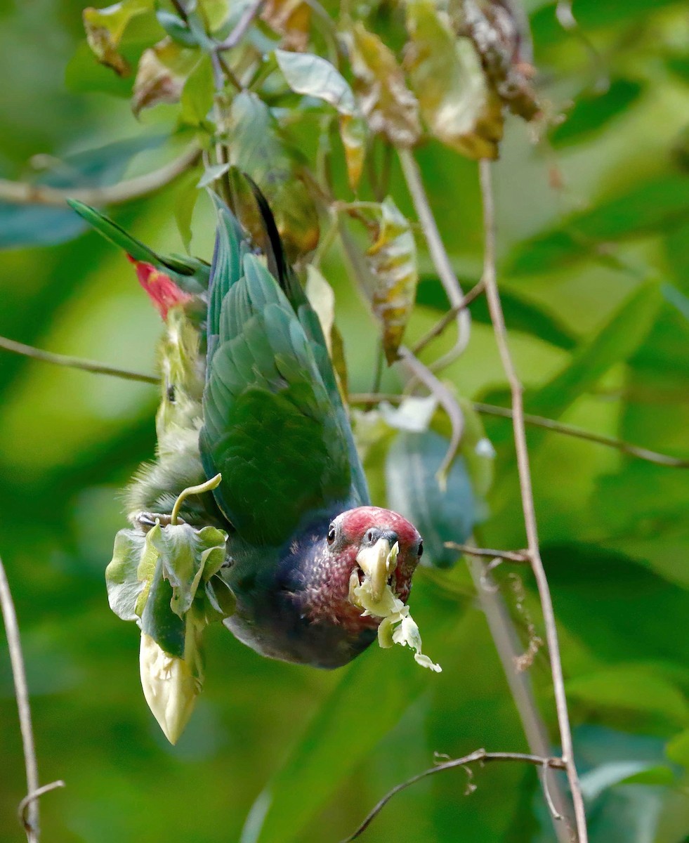 Speckle-faced Parrot (Plum-crowned) - ML249493701