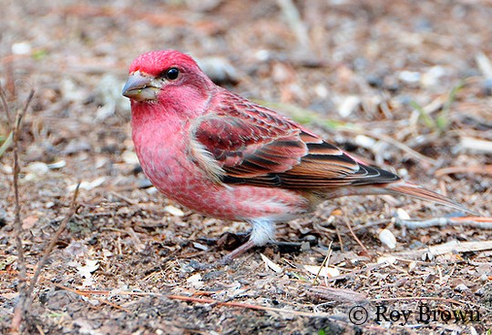 Adult male Purple Finch, Ellijay, GA, 17 February. - Purple Finch - 