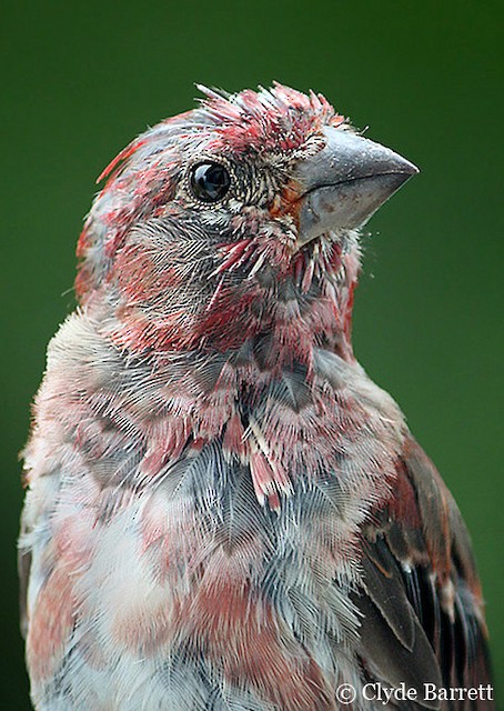 Immature male Purple Finch, Newfoundland, 12 August. - Purple Finch - 
