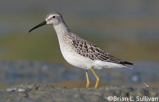 stilt sandpiper winter