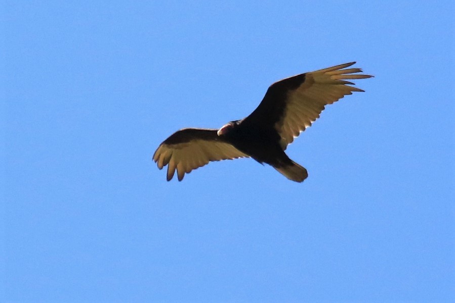 Turkey Vulture - ML249496021