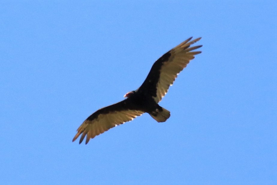Turkey Vulture - ML249496031