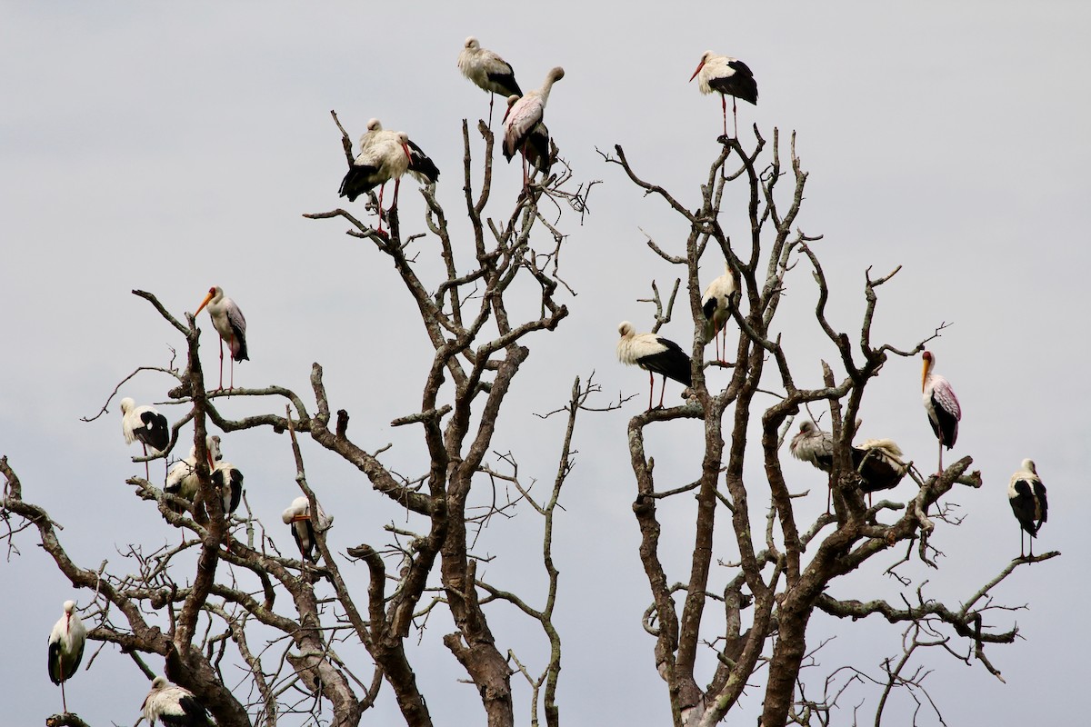 White Stork - Jon D. Erickson