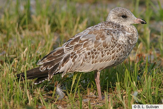 Plumagens, Mudas e Estrutura - Ring-billed Gull - Larus delawarensis ...