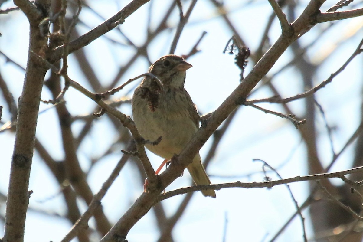 Vesper Sparrow - ML249496761