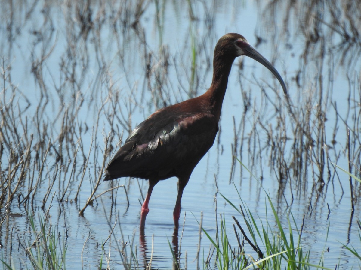 ibis americký - ML249501661