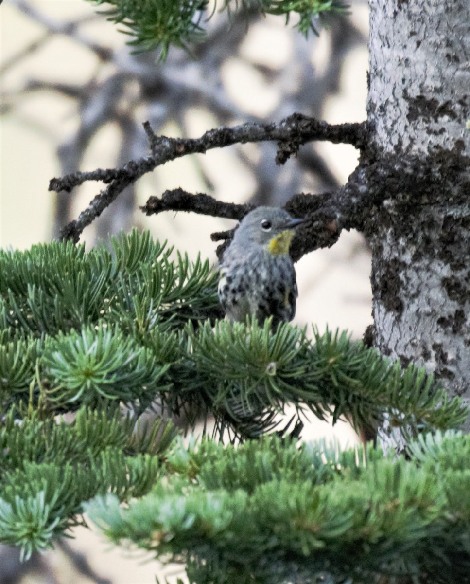 Yellow-rumped Warbler (Audubon's) - Sue Riffe