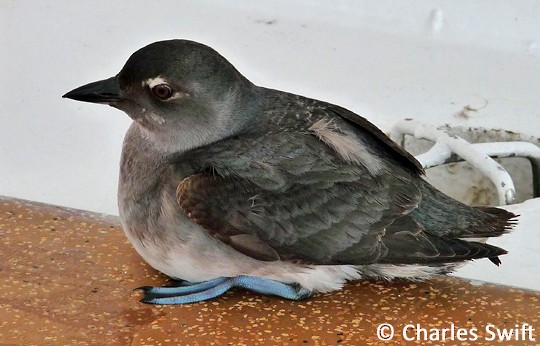 Plumages, Molts, and Structure - Cassin's Auklet - Ptychoramphus aleuticus  - Birds of the World