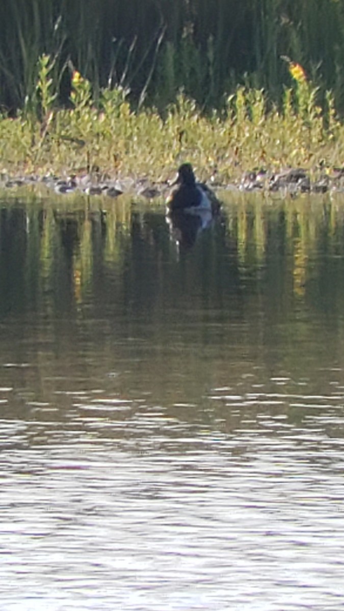 Ring-necked Duck - ML249503471