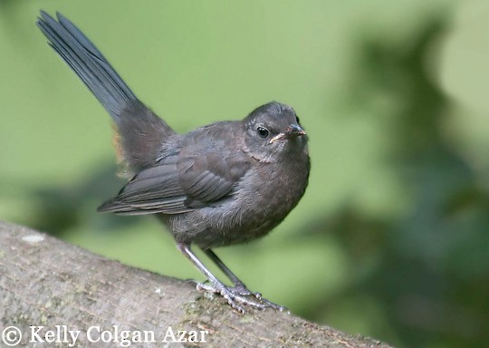 juvenile catbird