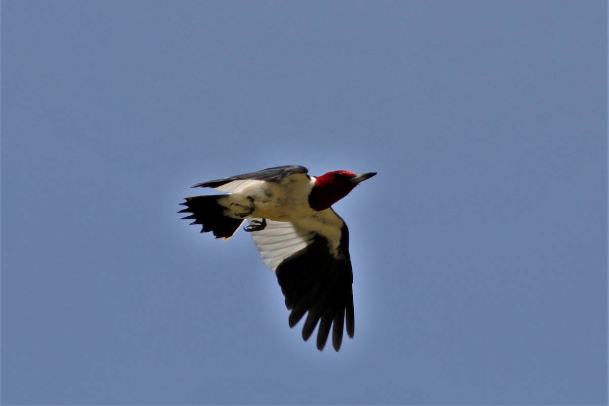 Red-headed Woodpecker - ML249505031