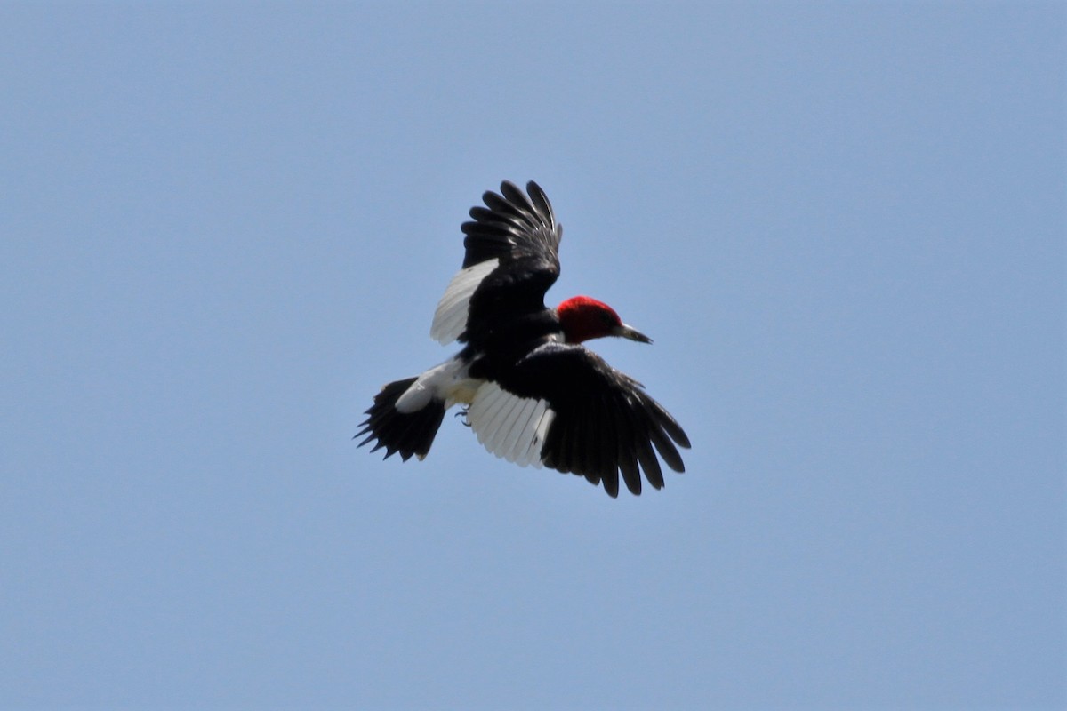 Red-headed Woodpecker - Jonathan DeBalko