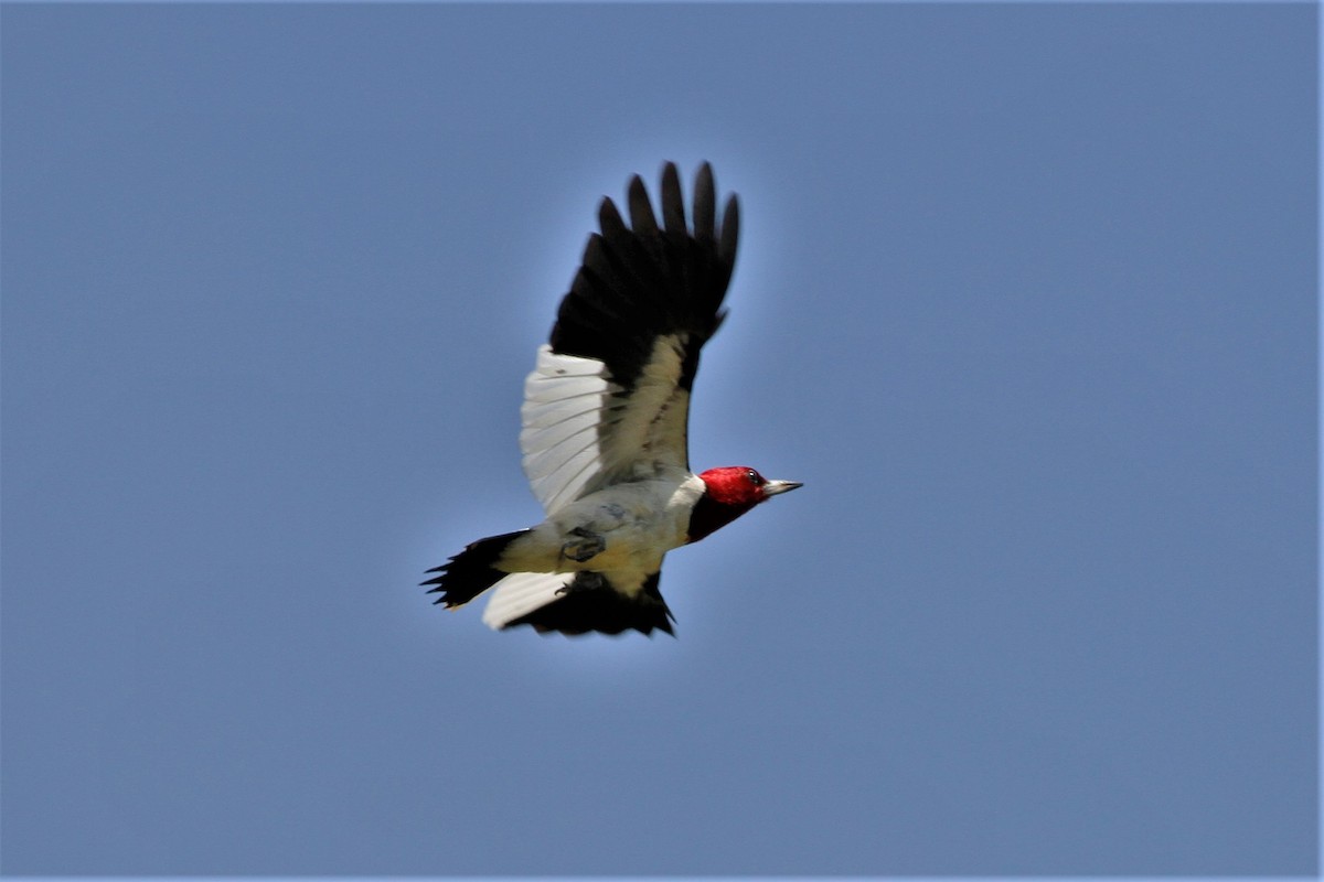 Red-headed Woodpecker - ML249505061