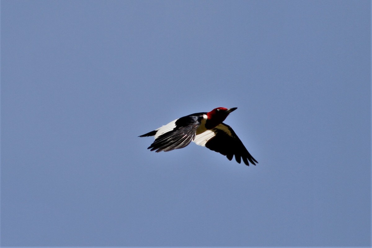 Red-headed Woodpecker - ML249505081