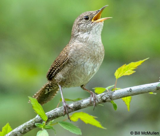 house wren song cornell