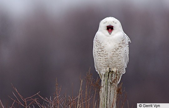 Snowy Owl yawning, Wolfe Island, ON, February. - Snowy Owl - 