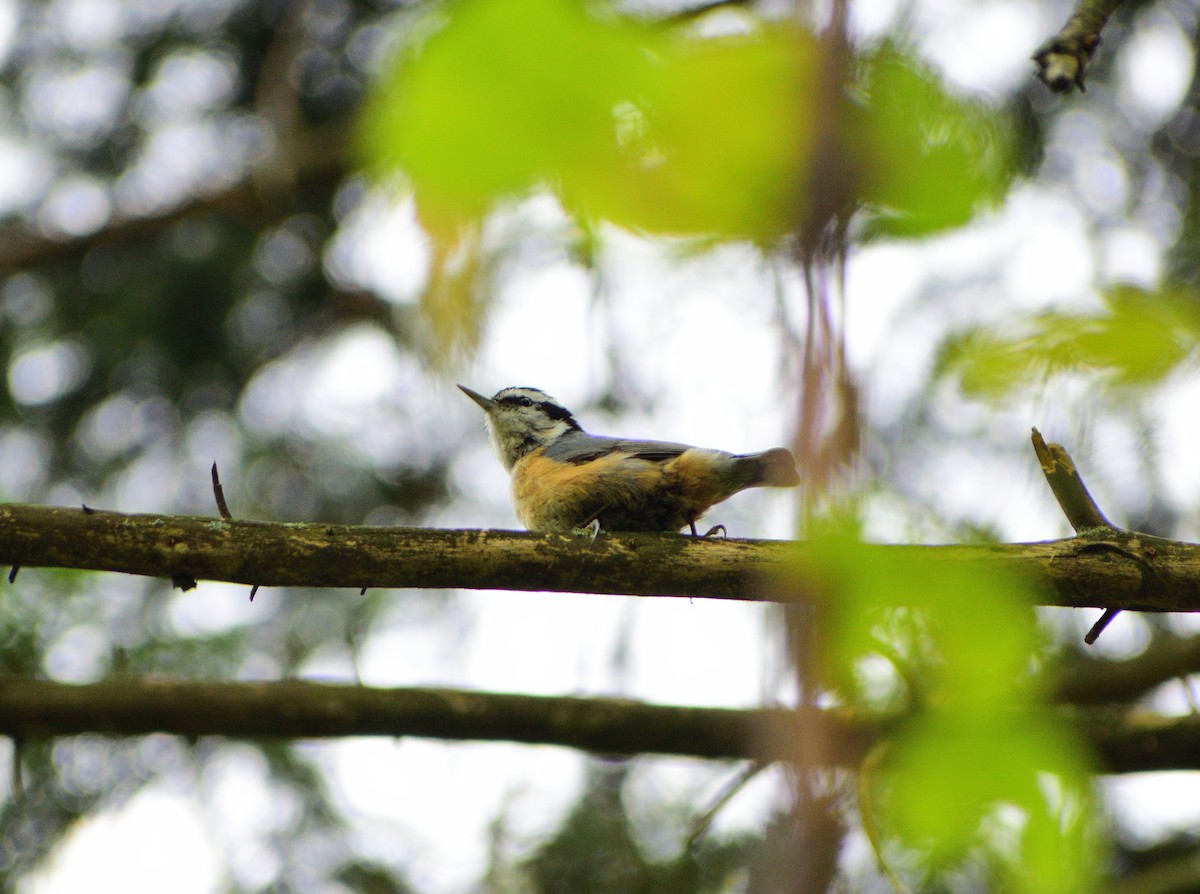 Red-breasted Nuthatch - Matt Hall