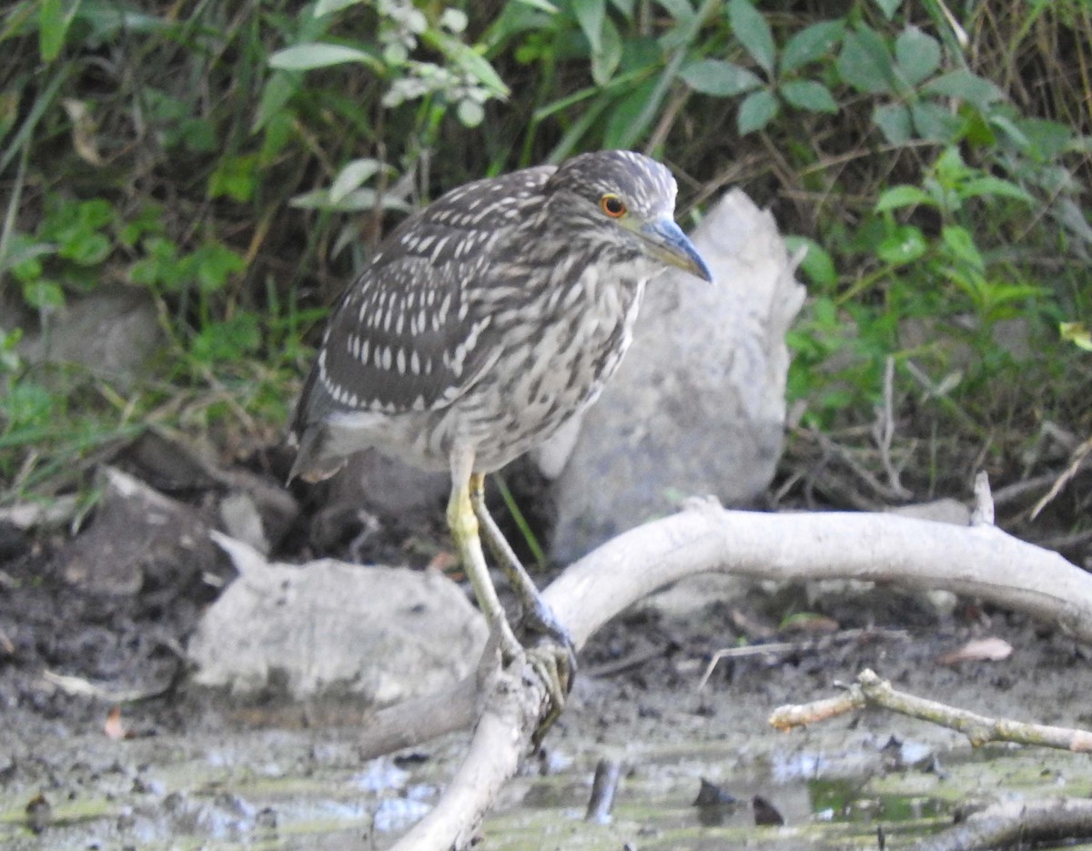 Virginia Breeding Bird Atlas Checklist 14 Jul 2020 Virginia Tech Duck Pond 18 Species 9892