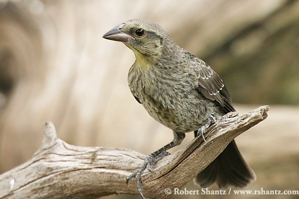 Plumages, Molts, and Structure - Bronzed Cowbird - Molothrus aeneus ...