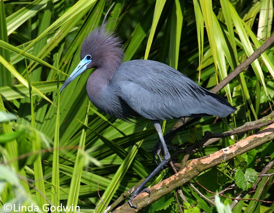 Plumagens, Mudas e Estrutura - Little Blue Heron - Egretta caerulea ...