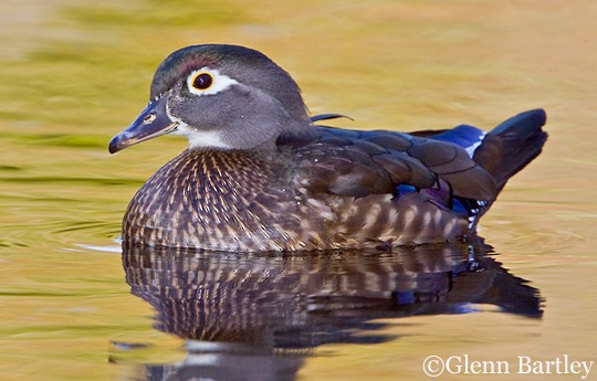 Wood Duck Female