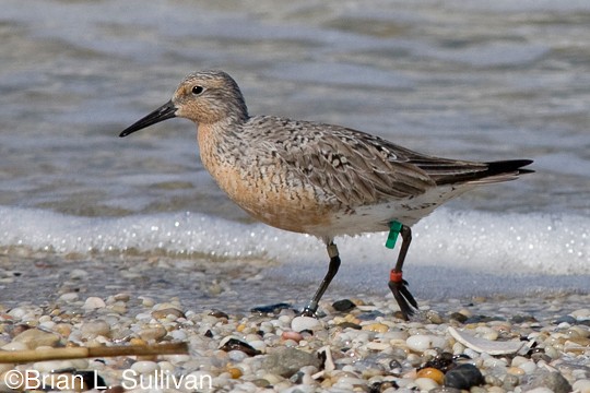 Red Knot Breeding adult Red Knot, Reed's Beach, NJ, 6 May.