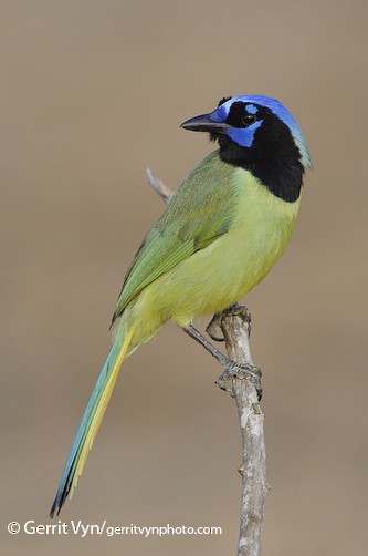 Appearance Green Jay Cyanocorax Yncas Birds Of The World