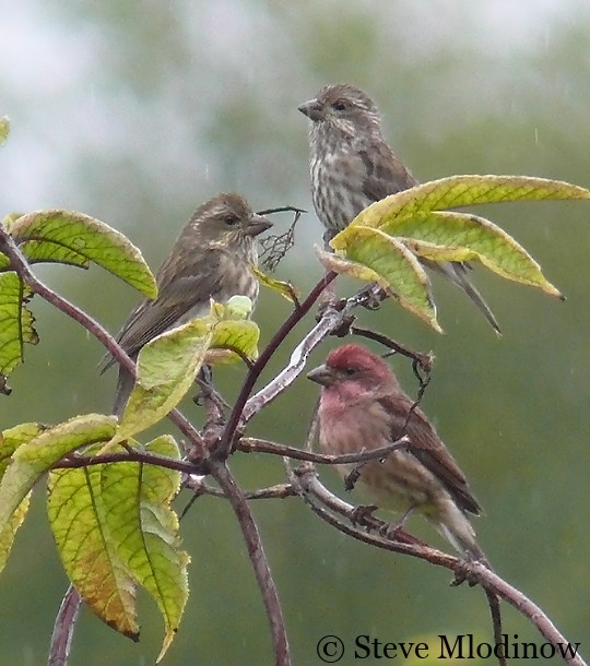 Male and female or immature Purple Finches of the western subspecies, Skagit, WA, 7 October. - Purple Finch - 