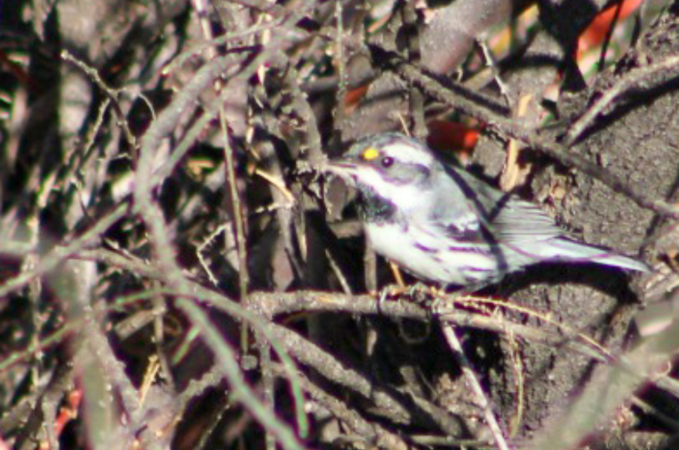 Black-throated Gray Warbler - ML249523321
