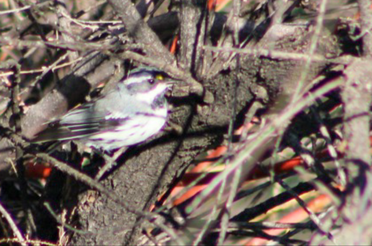 Black-throated Gray Warbler - ML249523331