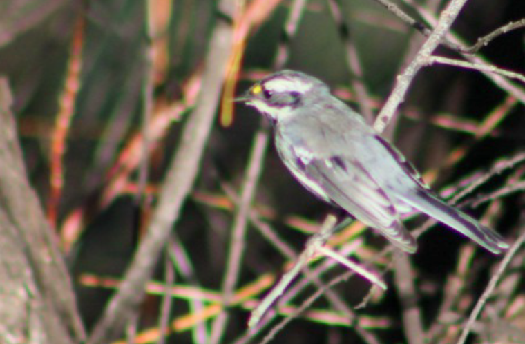 Black-throated Gray Warbler - ML249523391