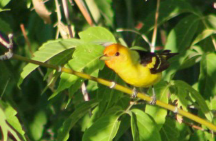 Western Tanager - ML249523421