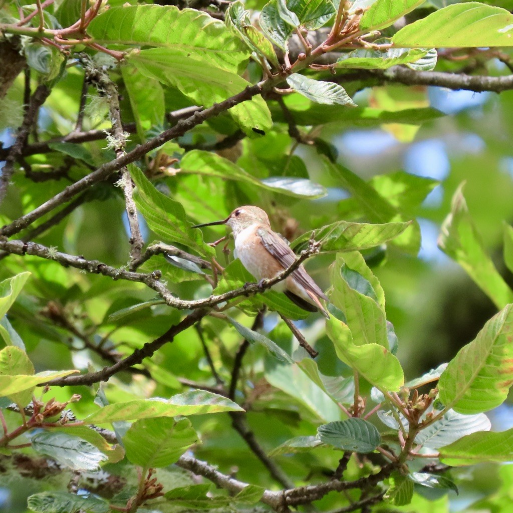 Rufous Hummingbird - ML249524891
