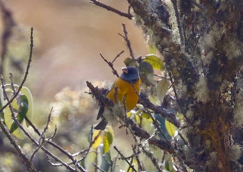 Peruvian Sierra Finch - ML249528221