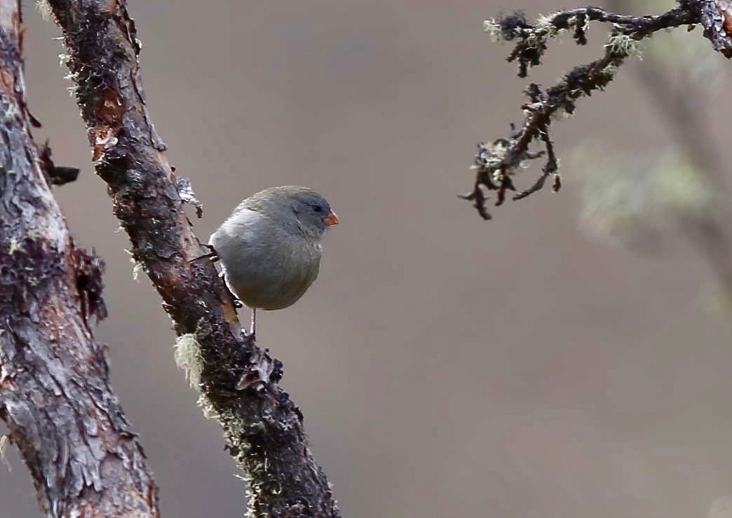 Plain-colored Seedeater - ML249528271