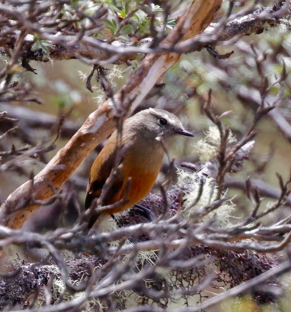 Brown-backed Chat-Tyrant - Timo Mitzen