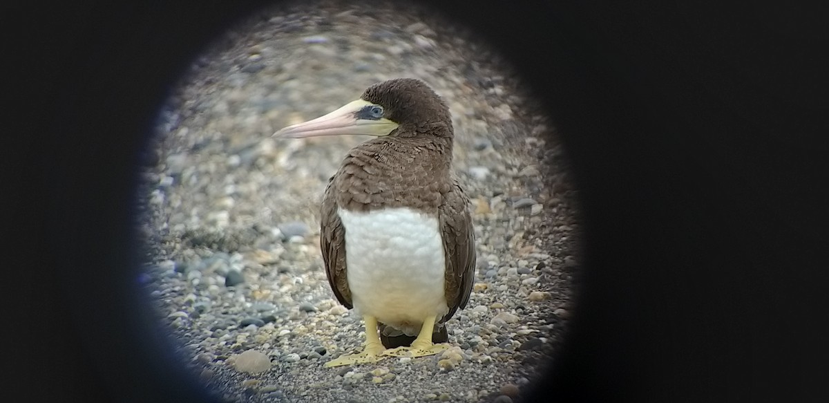 Brown Booby - ML249531101