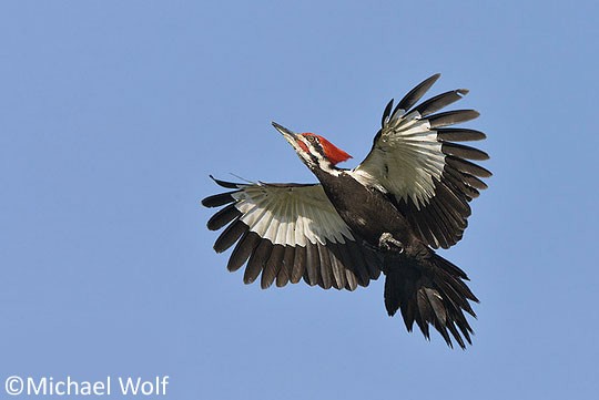 pileated woodpecker wings