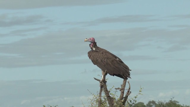 Lappet-faced Vulture - ML249533281