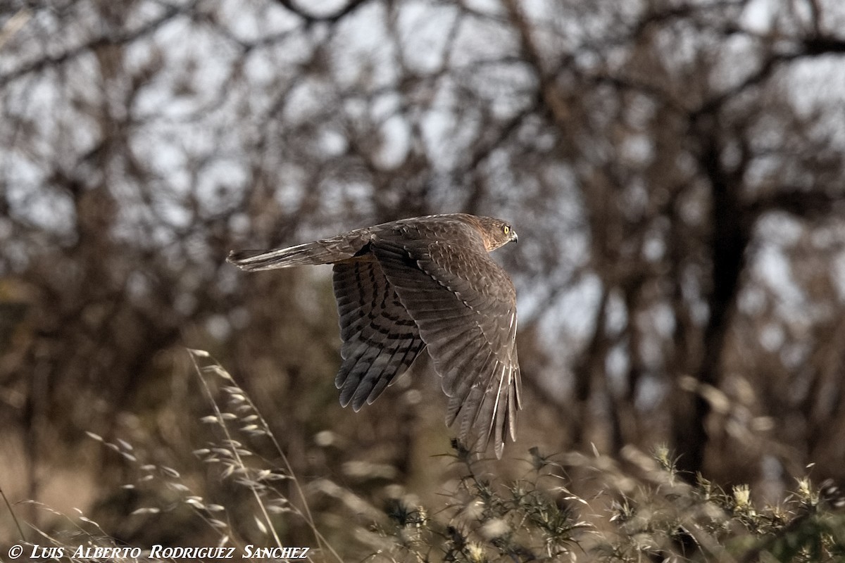 Eurasian Sparrowhawk - Luis Alberto rodriguez sanchez