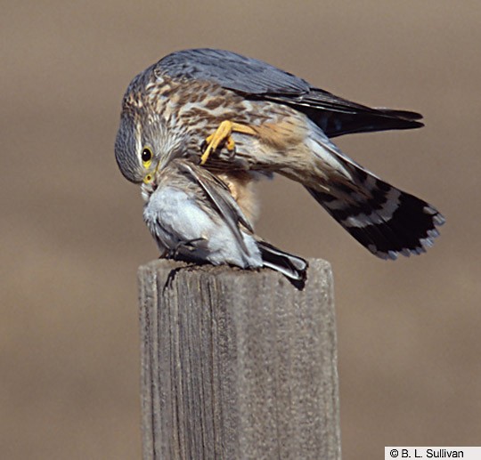 merlin falcon