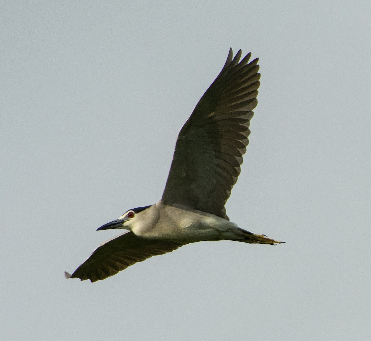 Black-crowned Night Heron - ML249538001