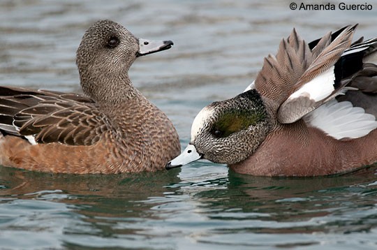 eurasian wigeon vs american wigeon