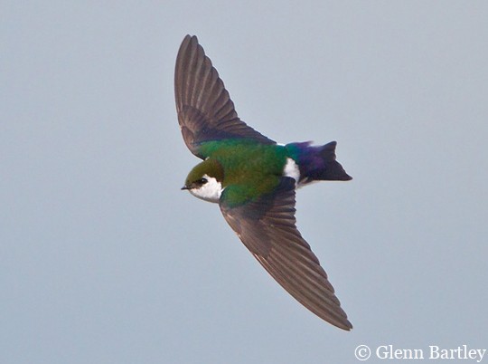 イッタラ バード violet green swallow | www.ddechuquisaca.gob.bo