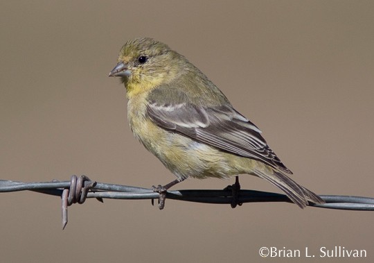 Photos - Lesser Goldfinch - Spinus psaltria - Birds of the World