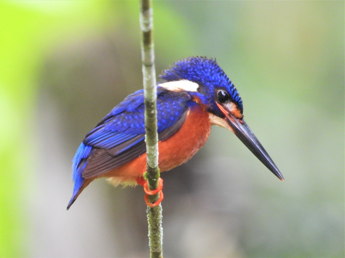Blue-eared Kingfisher - Ben Weil